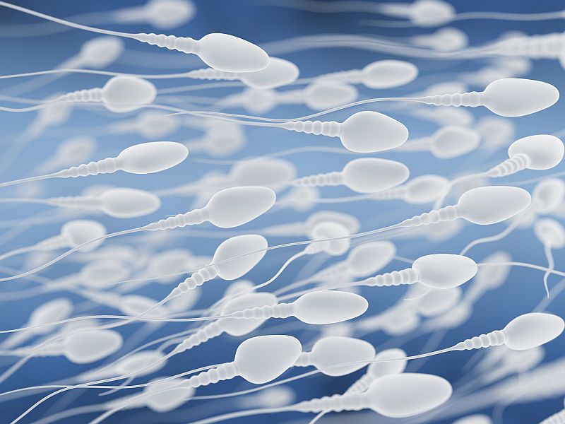 受精卵細胞分裂的第一件事是：形成胎盤母細胞