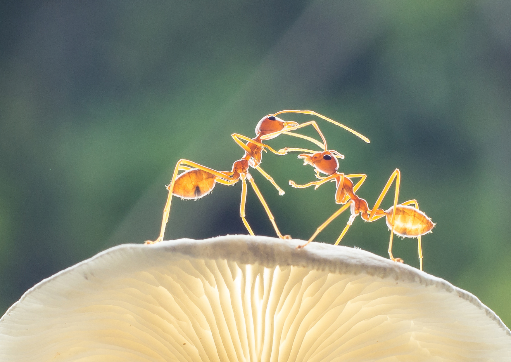 螞蟻執行拯救生命的手術－此為人類之外已知唯一的動物